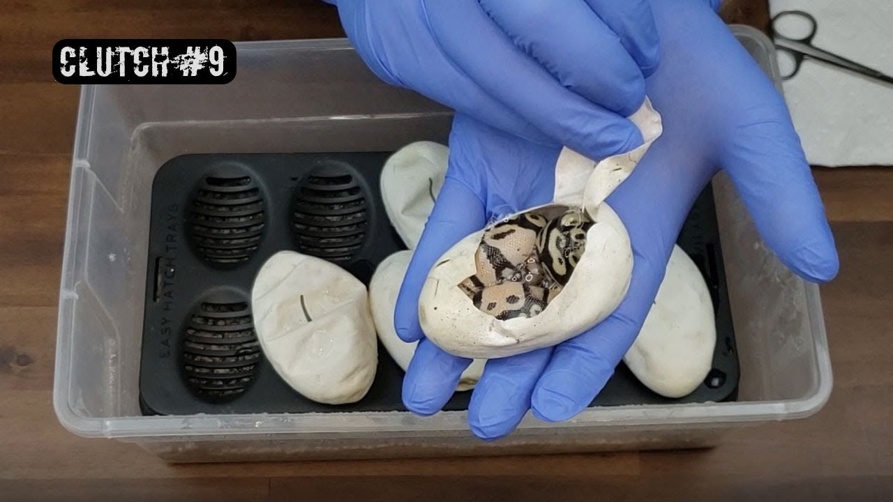 Cutting Clutch #9 of '21 at CCB, Super Pastel Scaleless Head x Normal