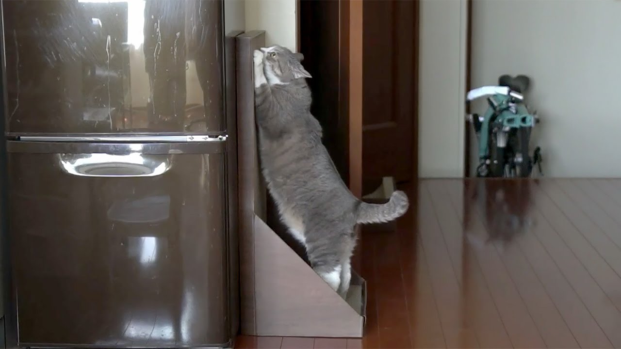 立ちバリバリ - Cat Scratcher -