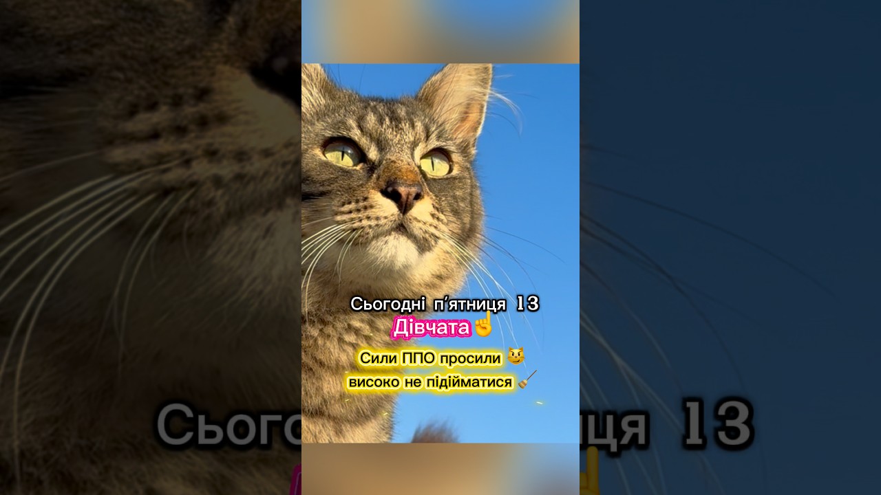 Дівчата сили ППО просили високо не підійматися 😼🧹🐾✨ #cat #funny #short #ukrainian #phil