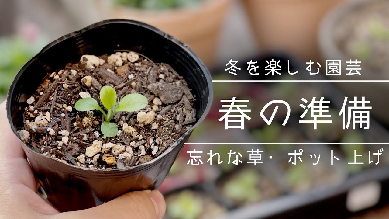 【種まき】忘れな草のポット上げをやってみた・インテリアグリーンも紹介【観葉植物】