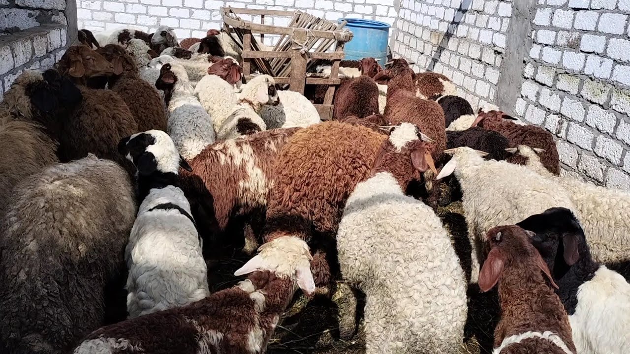 مشروع تربية الأغنام للمبتدئين هخليك مليونير والفرق بين الاغنام البرقى واغنام كفر الشيخ مش هتصدق