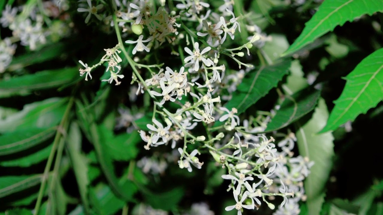COME USARE EQUISETO E NEEM PER LA DIFESA DELLE PIANTE