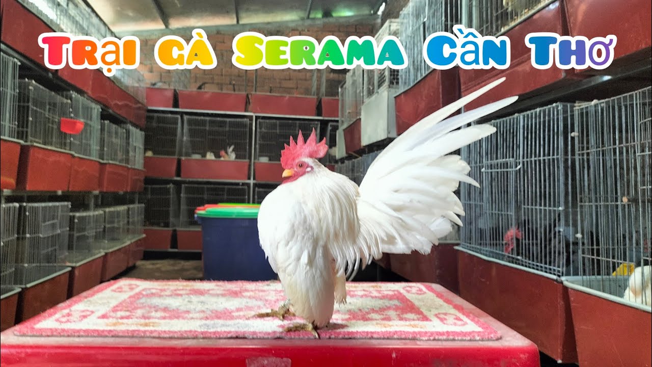 Mời cả nhà tham quan trại và ngắm những chú gà tí hon | Trại gà Serama Cần Thơ.