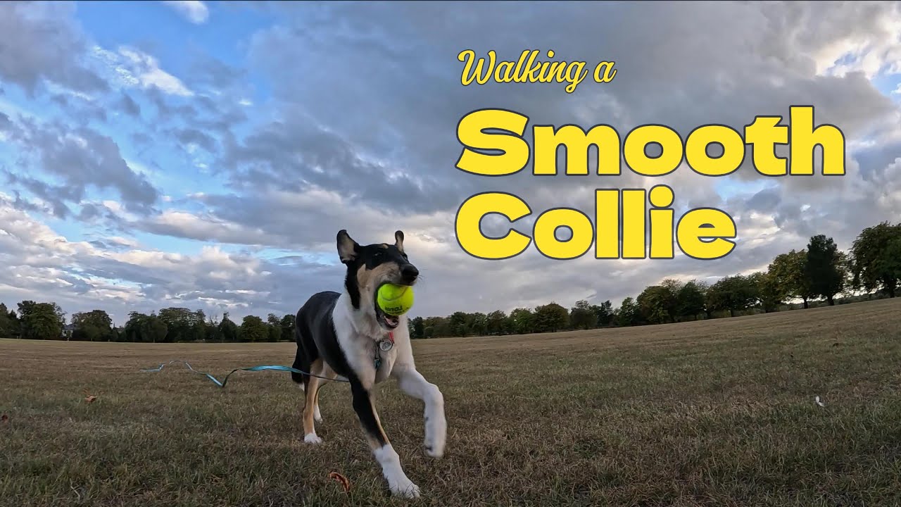 Smooth Collie Puppy Walk & Training | 5-Month-Old Collie