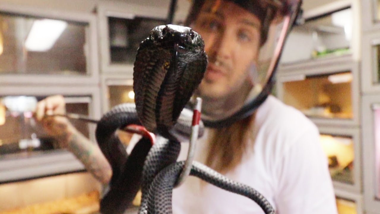 Crazy Spitting Cobras!!!