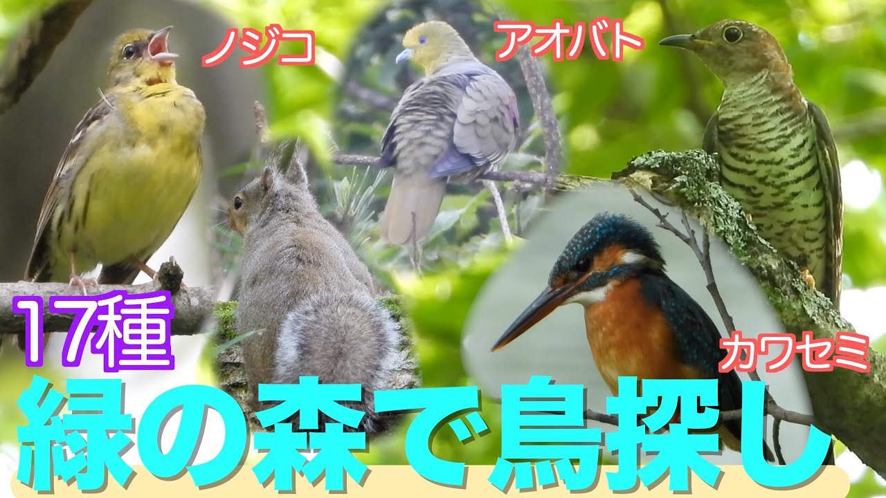 夏の森で出会えた17種　ノジコ、アオバト、カワセミ