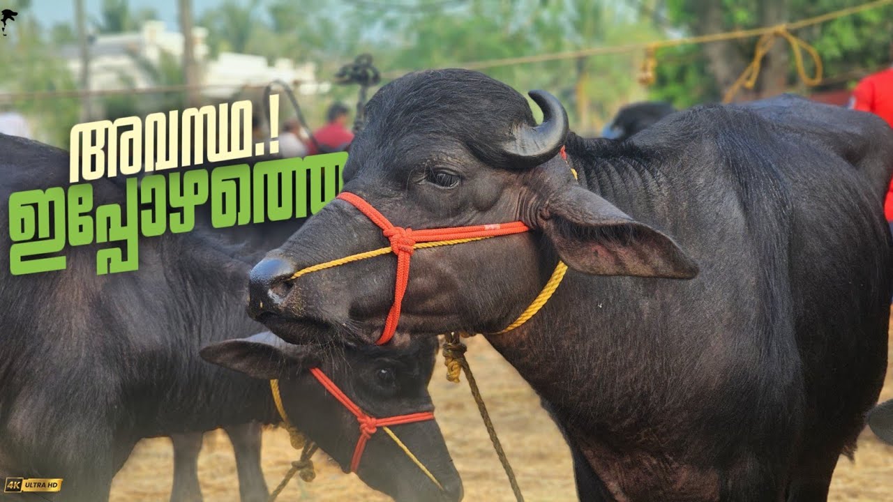 🐃ഇപ്പോഴത്തെ അവസ്ഥ.!💸Chattipparamba Chanda today | Buffalo market Kerala | Pothu kala chantha | bull 