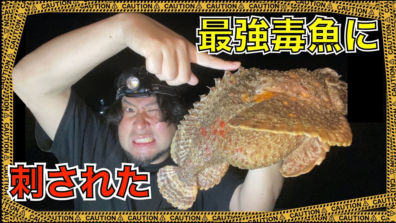世界最強の猛毒魚「オニダルマオコゼ」に刺されてみた【※捕獲は素手で】