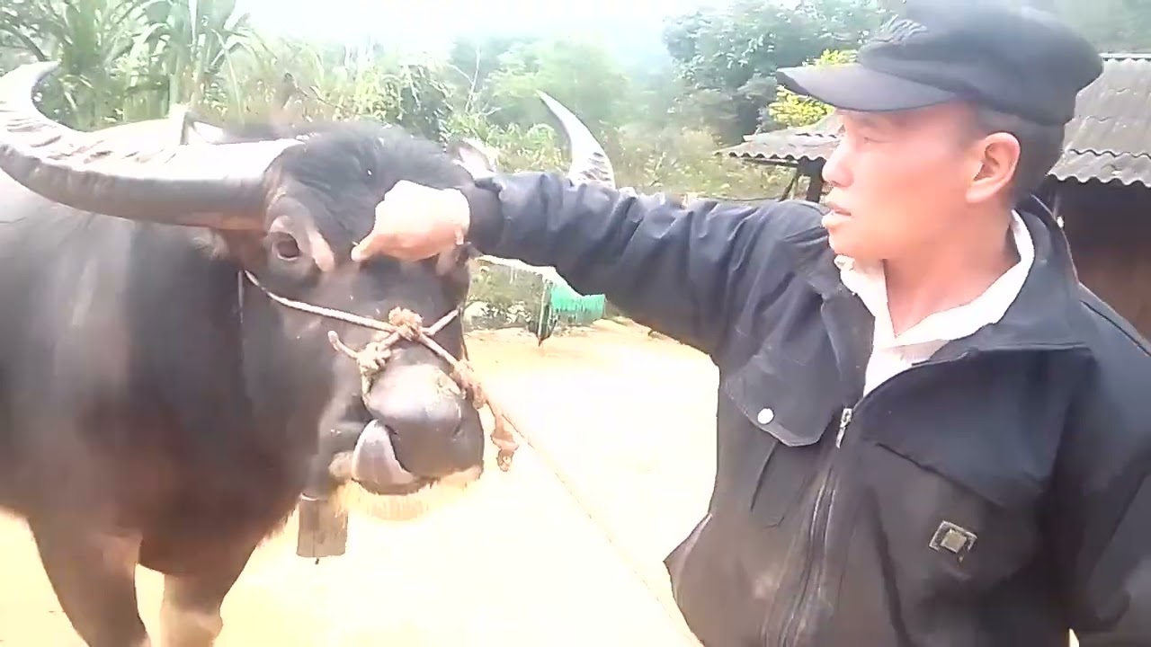 0822553228 thoj pov lis