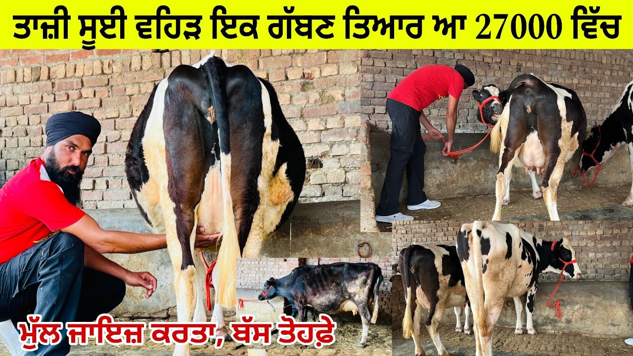 ਪਹਿਲੀ ਵੀਡੀਓ ਅਮਨ ਖਡੂਰ ਸਾਹਿਬ ਕੋਲ 3 ਵਹਿੜਾ ਇਕ ਤਾਜੀ ਸੂਈ/ ਇਕ ਗੱਬਣ/ ਵੱਡੀ ਵਹਿੜ 27000😱। ਤਰਨਤਾਰਨ 