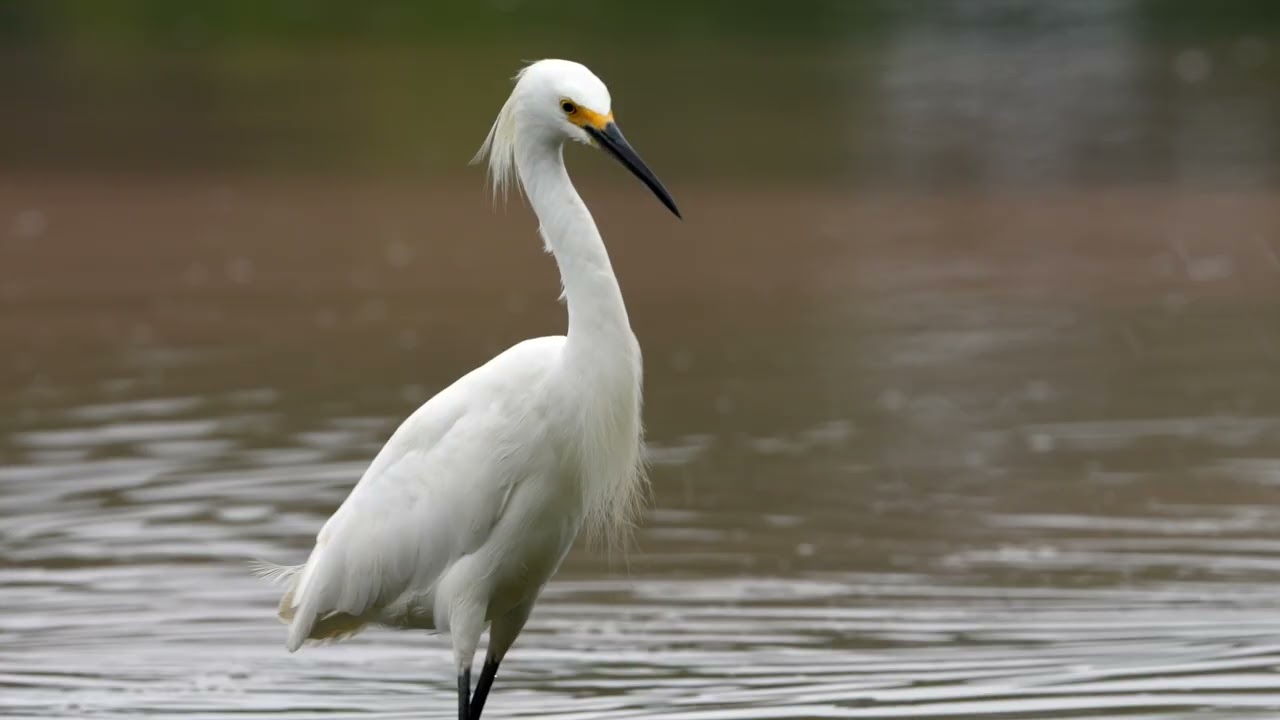 Snowy egret feeding