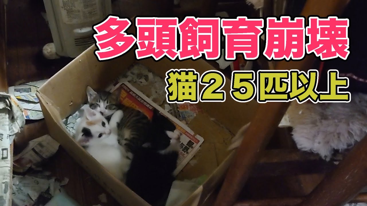 【緊急保護】多頭飼育崩壊の現場（埼玉・新座市２０２０年４月）#48