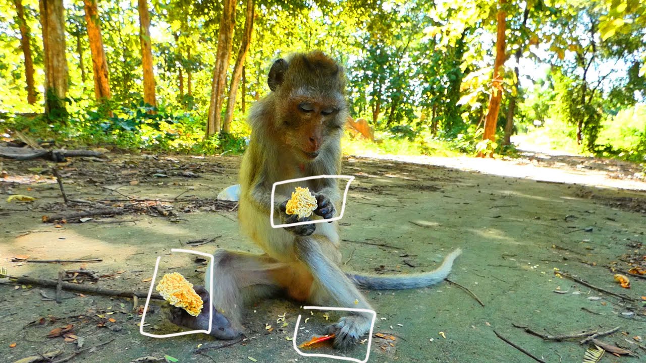 Wow Malida Monkey, Old monkey Malida catches a lot of food
