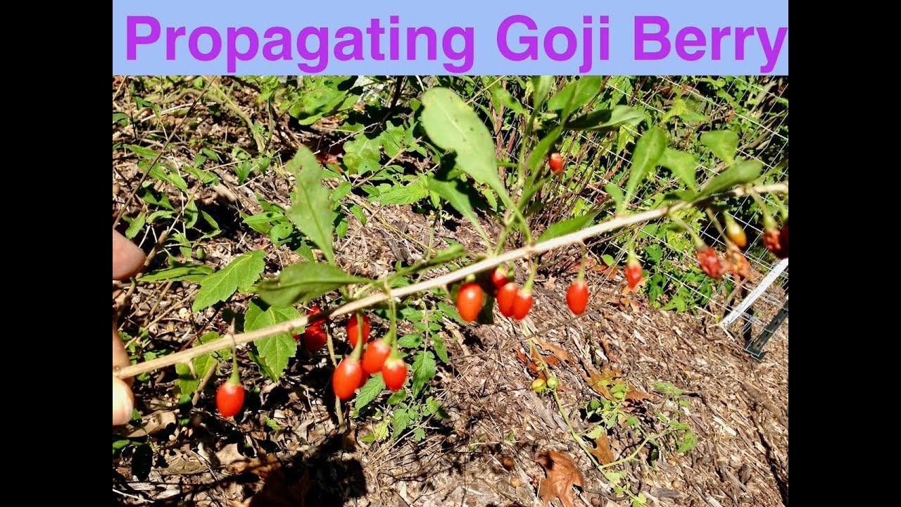 Propagating Goji Berry