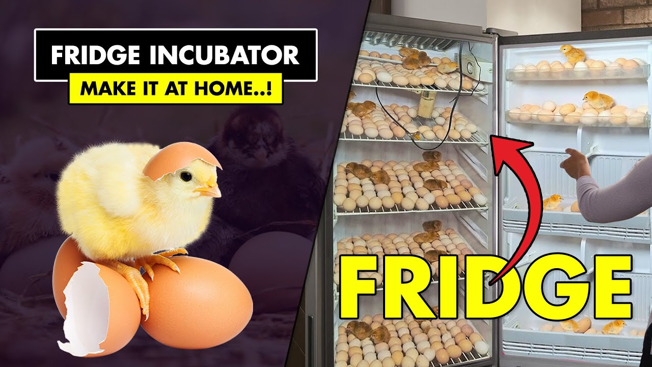Home made Egg Hatching Fridge (Refrigerator) Incubator | How to make Egg Hatching incubator at Home