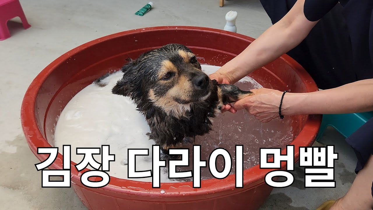 시고르자브종의 특권