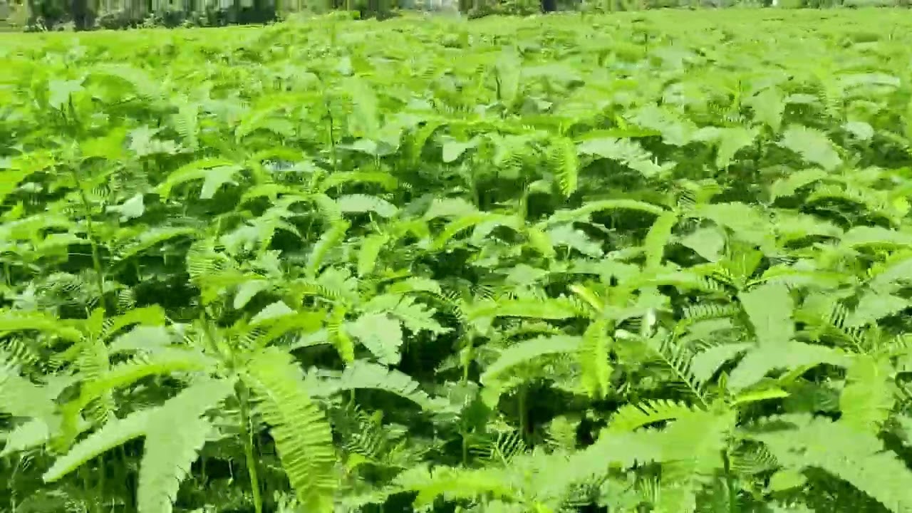Dhaincha (Sesbania bispinosa)for Green Manure