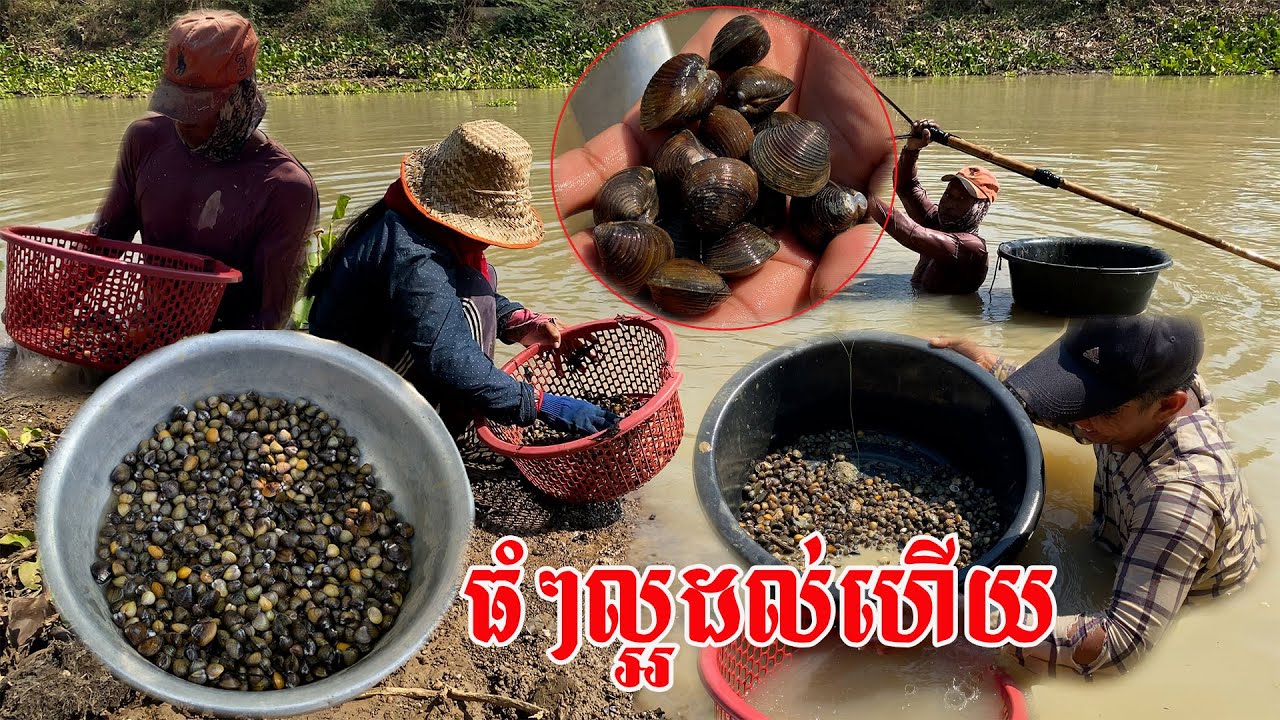 លៀសធំៗល្អដល់ហេីយ​  ស្កាត់មកពីឆ្ងាយដេីម្បីរកលៀស​ មួយៗថ្ងៃរកបានមិនក្រោម៥០គីឡូទេ