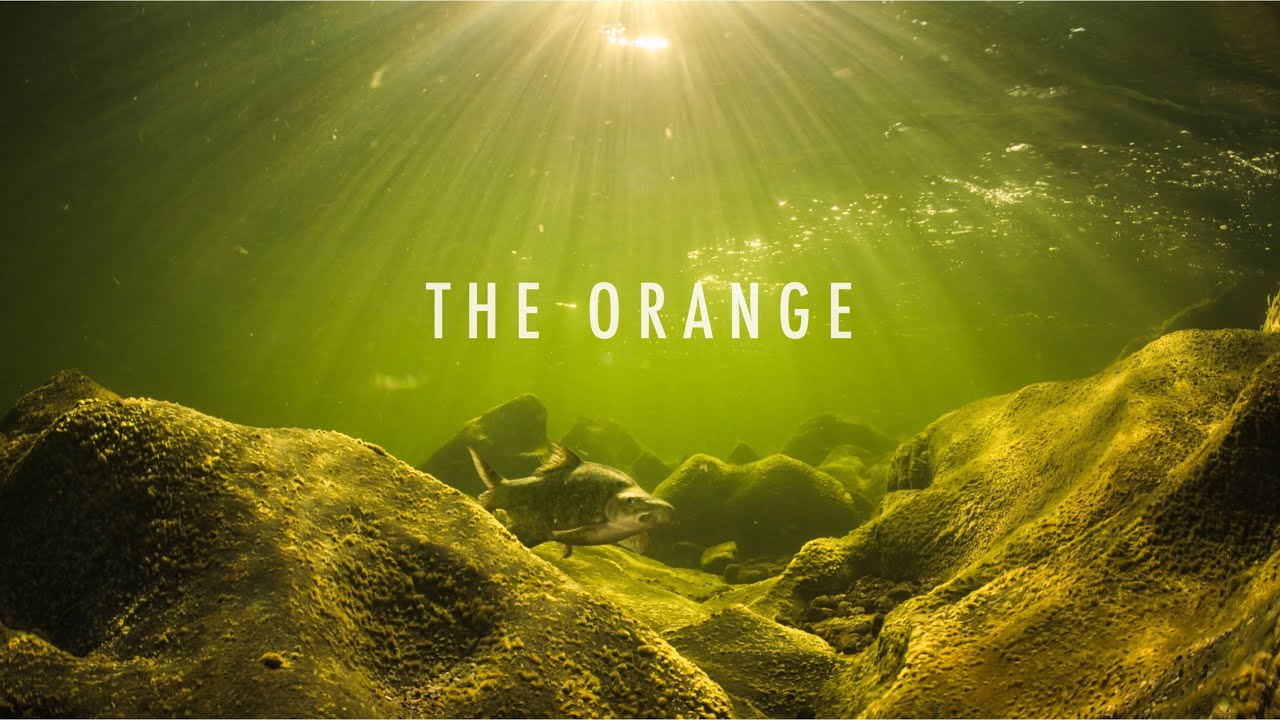 The Orange