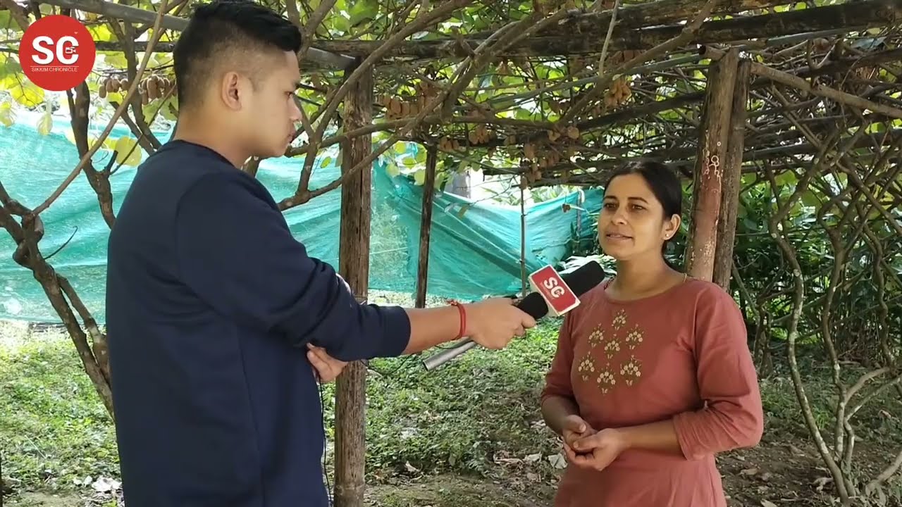 Kiwi farming in Sikkim: Renuka chettri of Bekchung, South Sikkim kiwi farmer since 2013
