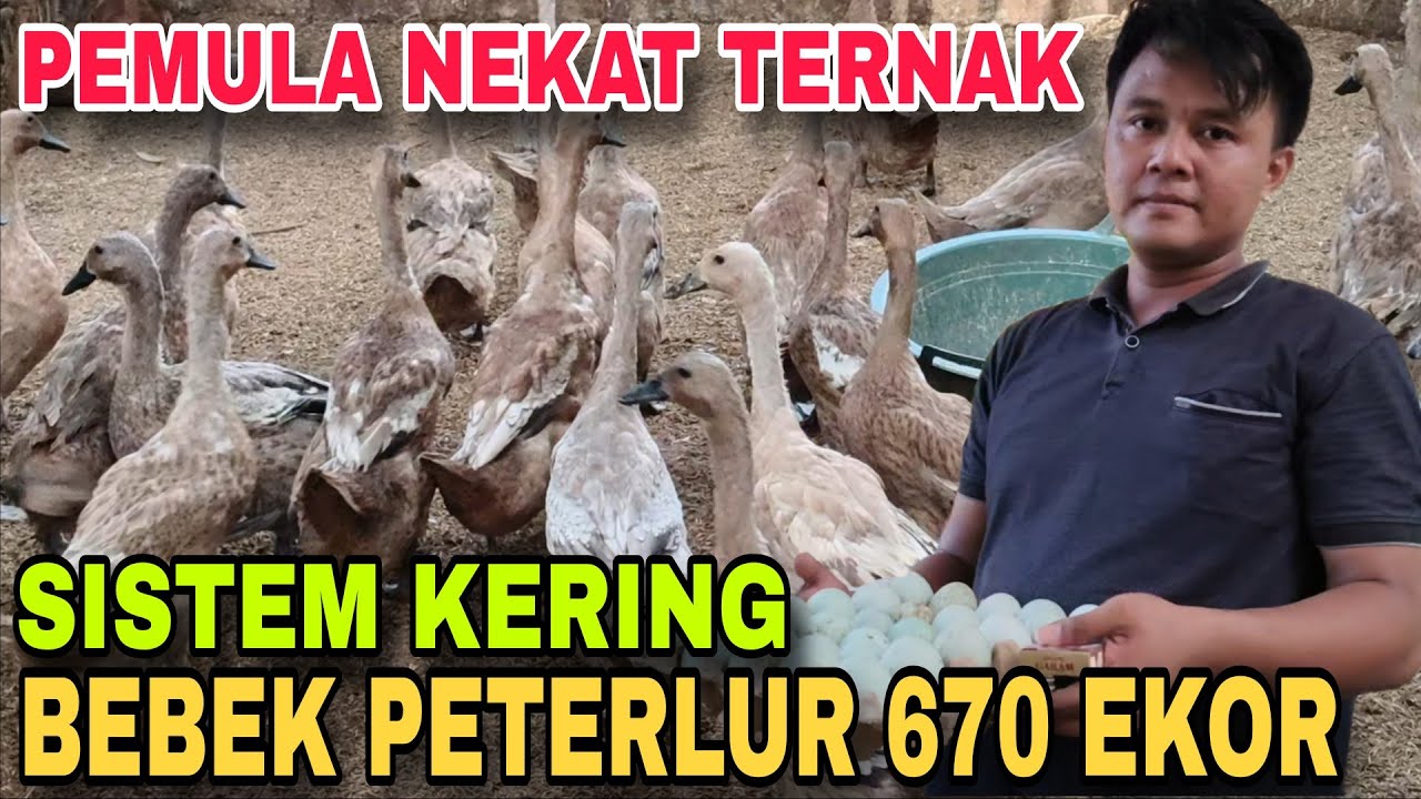 PEMULA NEKAT TERNAK BEBEK PETELUR 680 EKOR