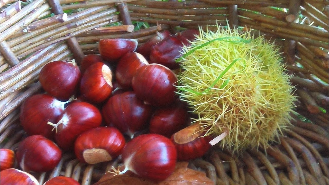 An Autumn Foraging Walk for Chestnuts and Chequers