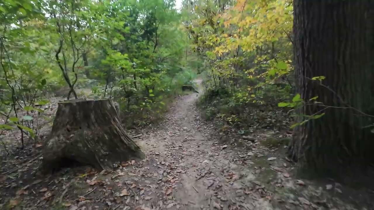 MTB Trail Hörndlwald moderater Up und Dowhill