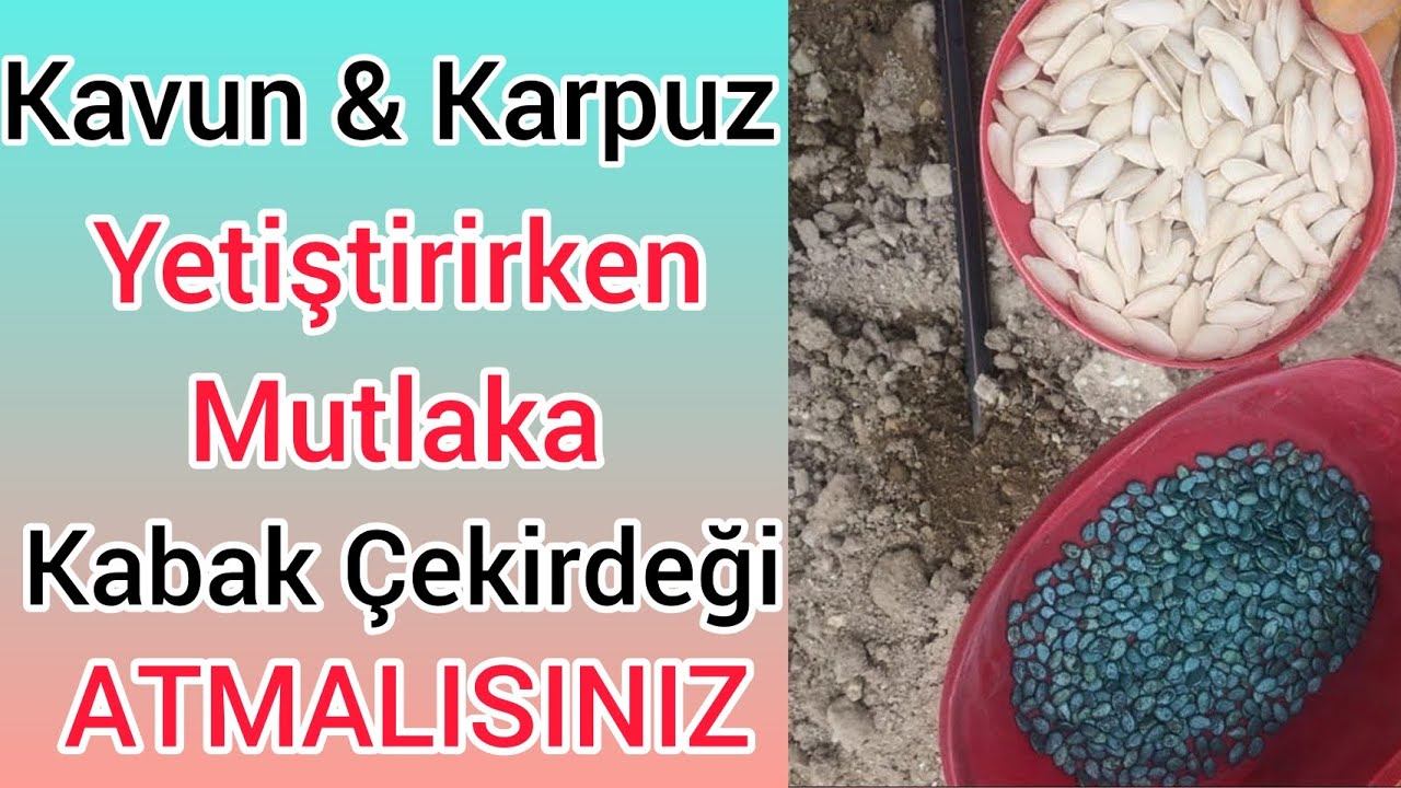 Bunu İzlemeyen  Kavun  ve Karpuzun Lezzetini Anlayamaz