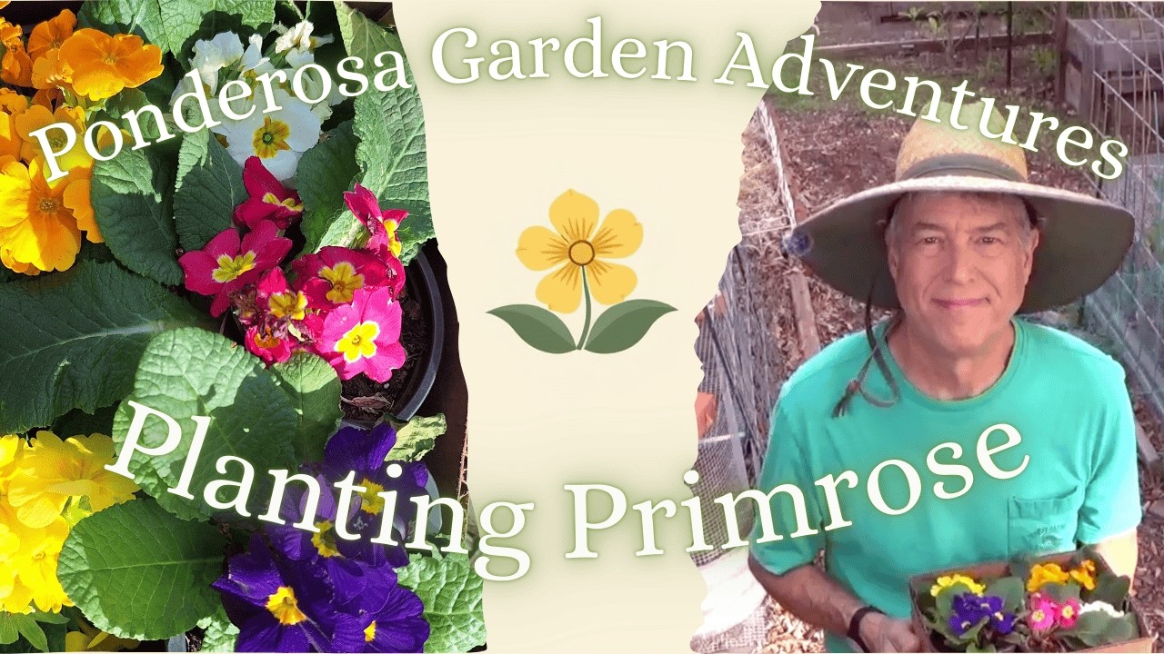 Planting Primrose