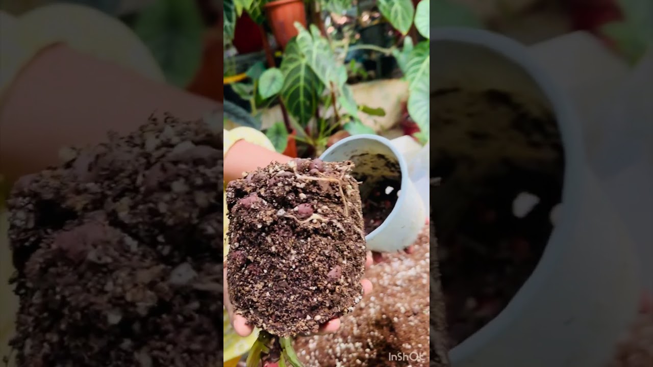 Anthurium potting mix