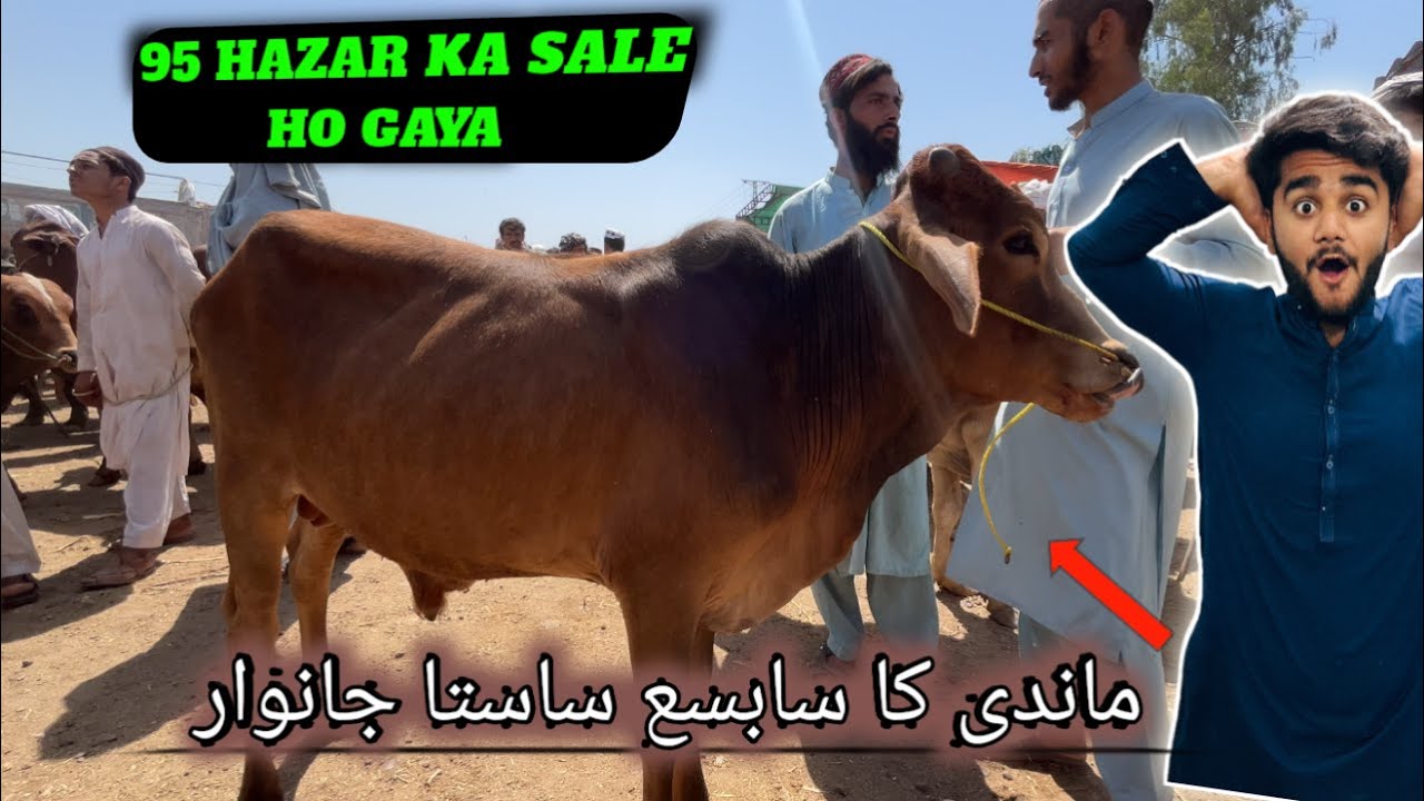 Peshawar Kala Mandi low price cow 😲 || 6/june/2024 || low rates cattle Market bull prices