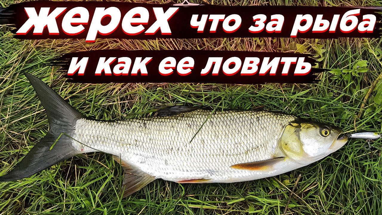 Жерех - что за рыба и как ее ловить