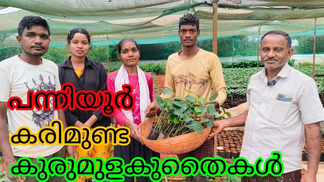 Pepper Panniyoor and Karimunda#Akshya Nursery#Antony Muniyara Vlogs