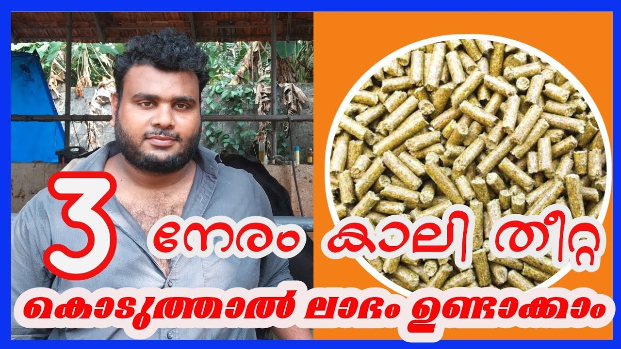 3 നേരം ഫുഡ്‌ കൊടുത്താൽ ചിലവ് കുറക്കാം #edapparambilfarms #cow #cowmilking #cowfarming #കറവ #പശു