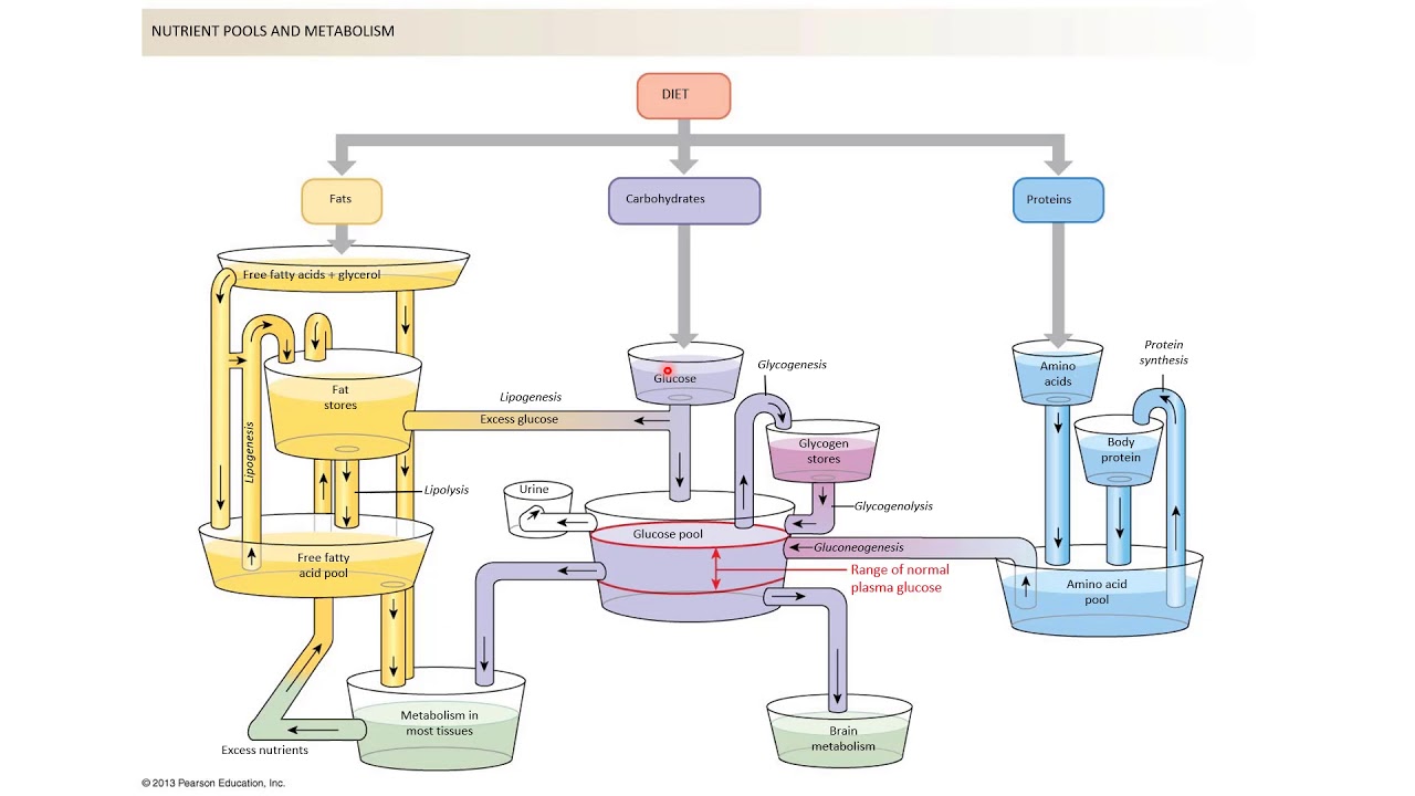 Ch. 22 - Metabolism and Energy Balance