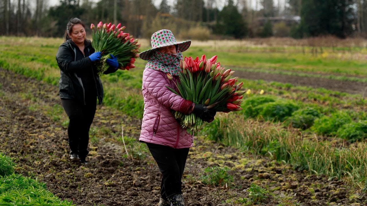 With Pike Place closed, Hmong flower farmers call on generations of resilience