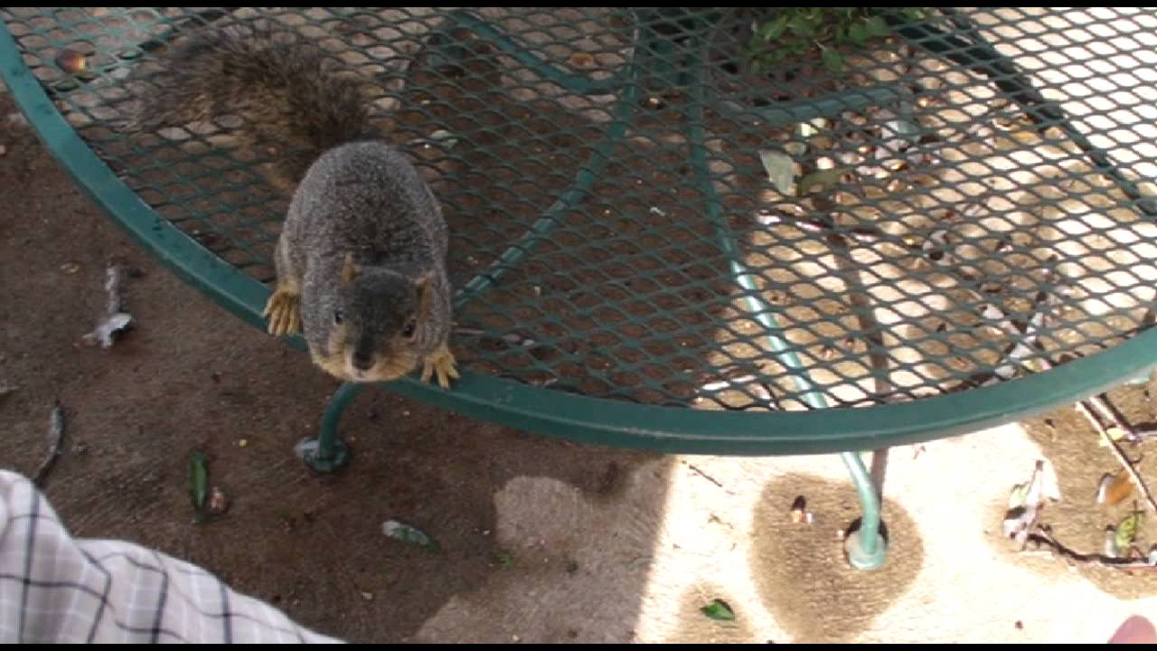 Smart squirrel climbs down tree
