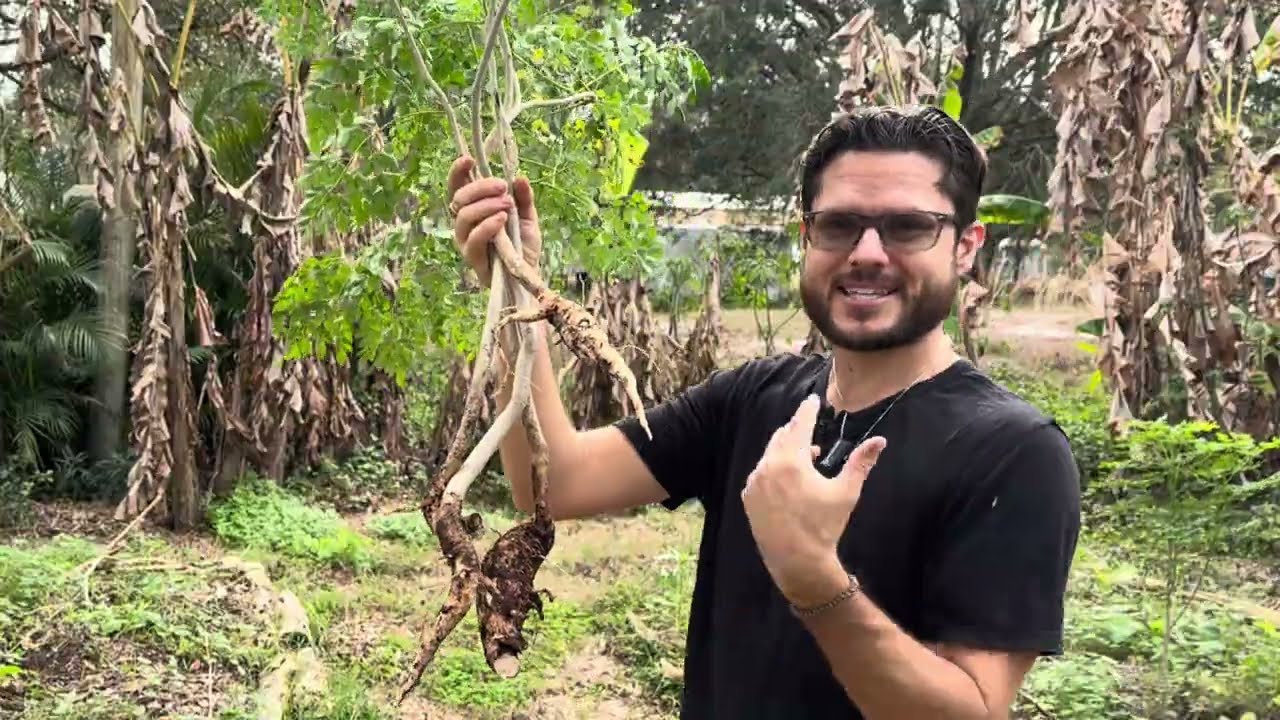How I Ship Big Moringa Trees Across the USA | Bare Root Method 