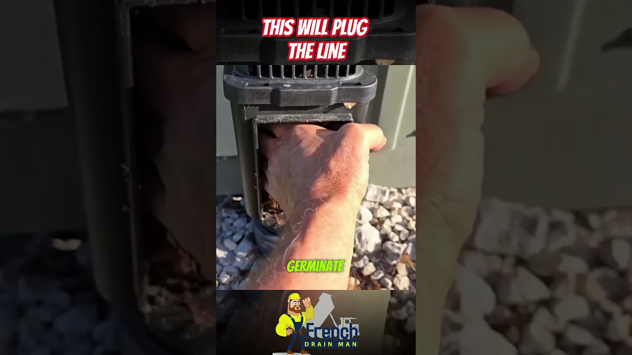 Could Tree Seeds Really Plug Your Underground Buried Downspout?