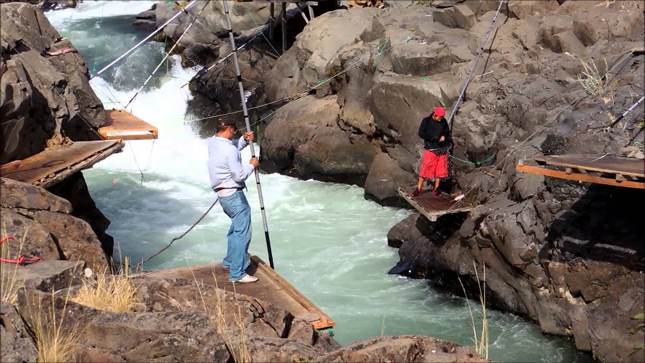 Klickitat River, Washington State, USA salmon, 9/8/14