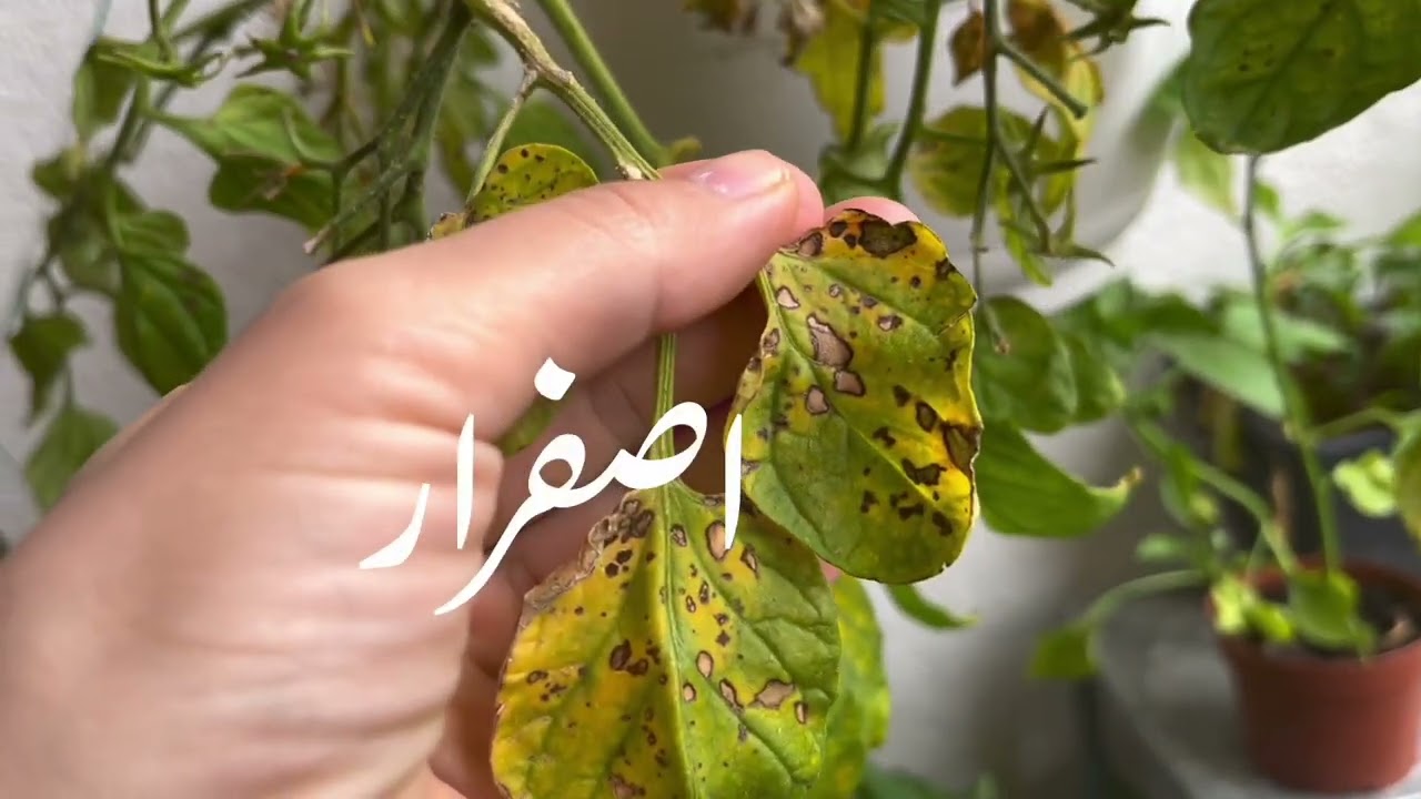 اصفرار اوراق الطماطم و علاجها - فيرس اصفرار وتجعد اوراق الطماطم