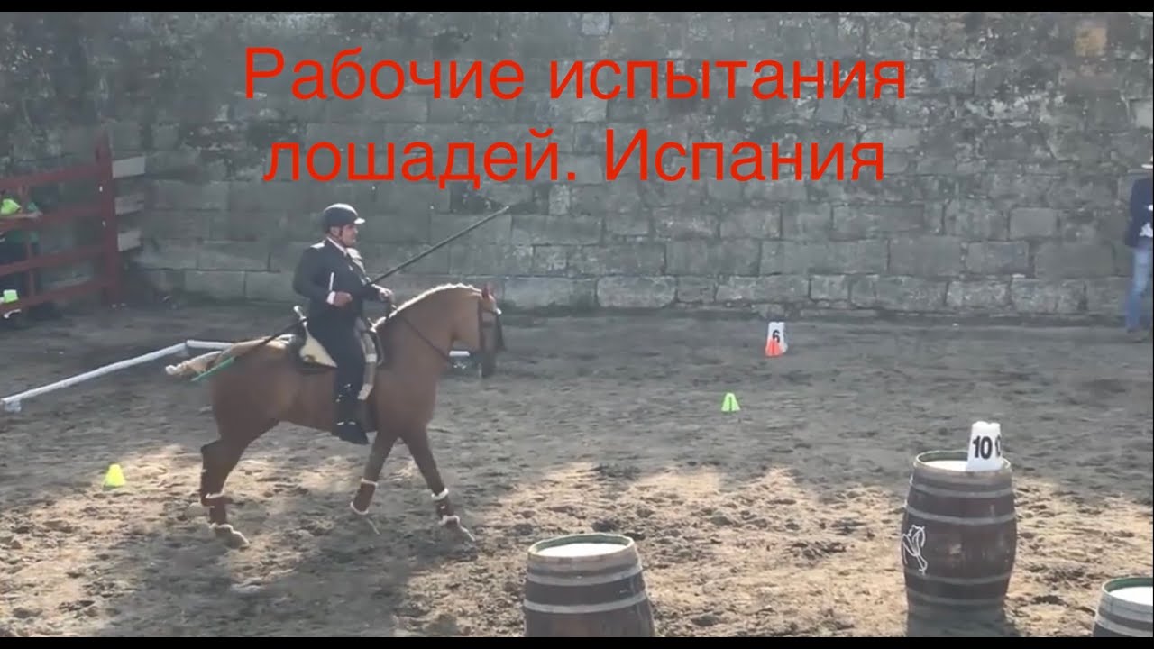 Рабочие испытания лошадей. Испания
