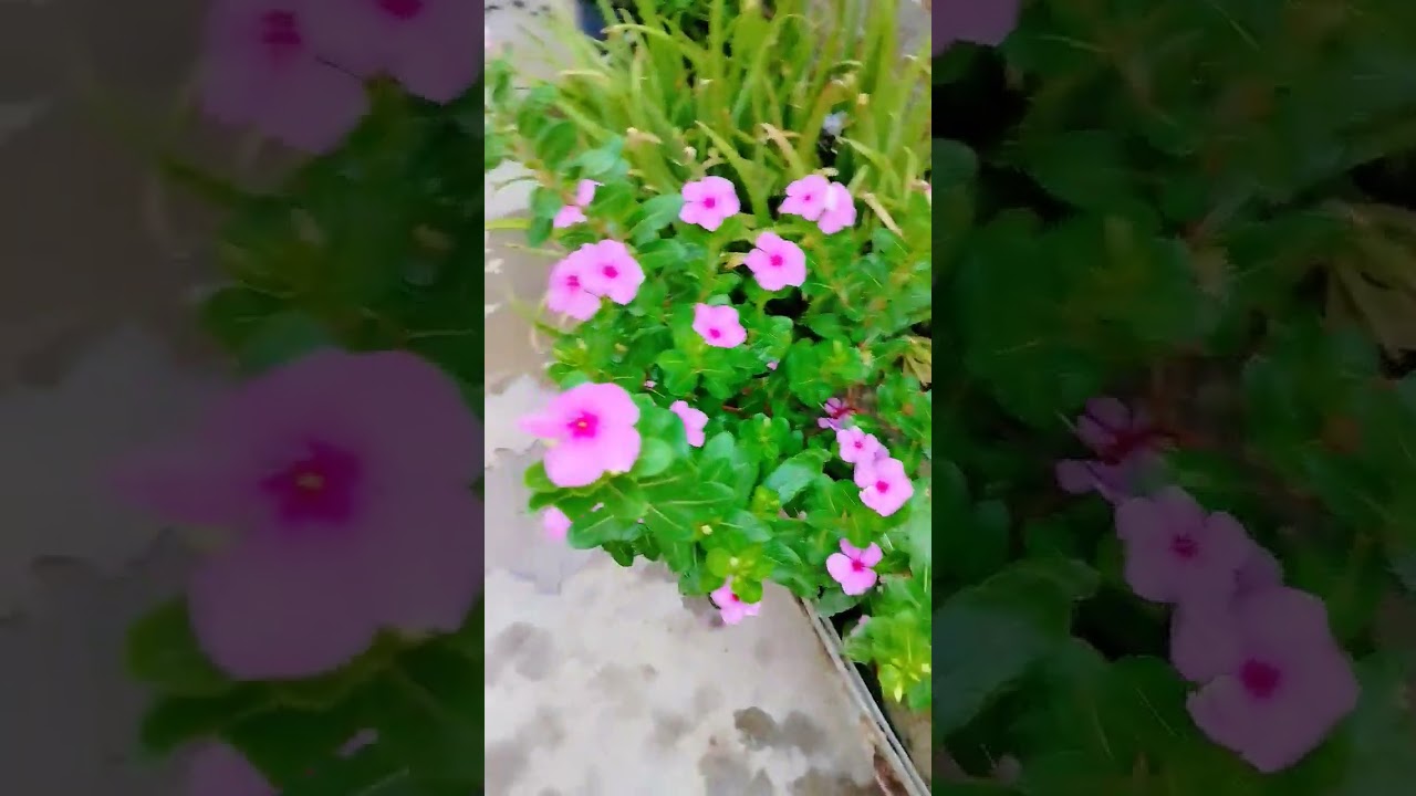 sadabahar ☘️ #gardenlove #naturlovers #plants #gardning #naturlovers