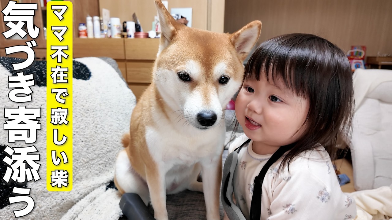 ママがいなくて寂しがる柴犬を見て急にお姉ちゃんになる2歳児が可愛すぎました笑