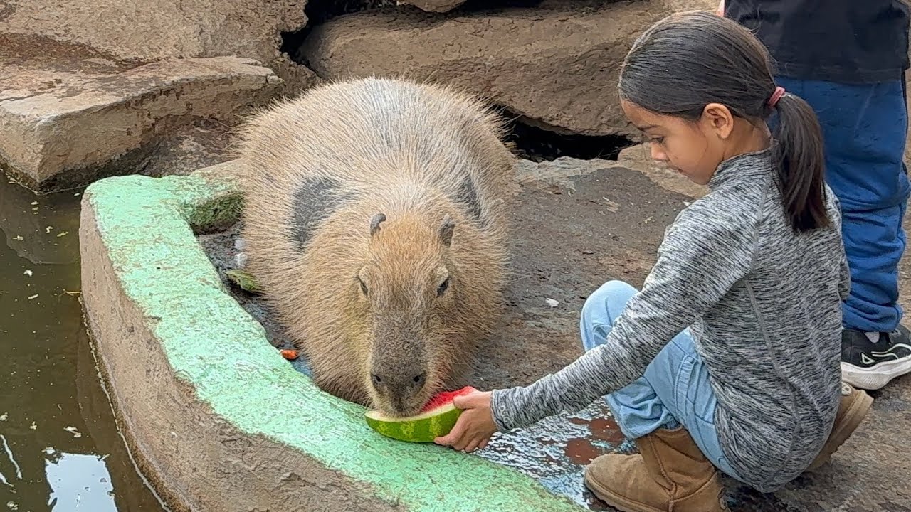  CAPIBARAS, TIGRES, CHANGOS Y PATOS EN MAZAMITLA