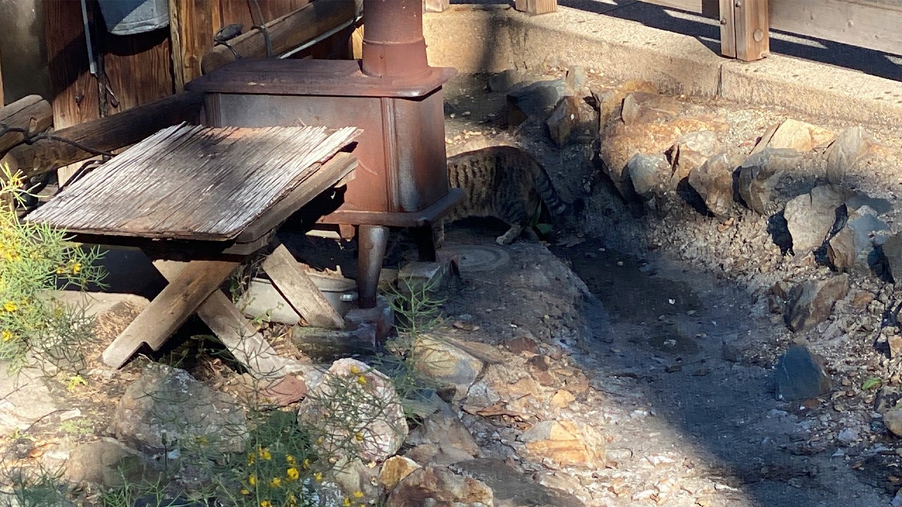 MY FIRST TIME SEE A CAT IN KNOTT'S BERRY FARM