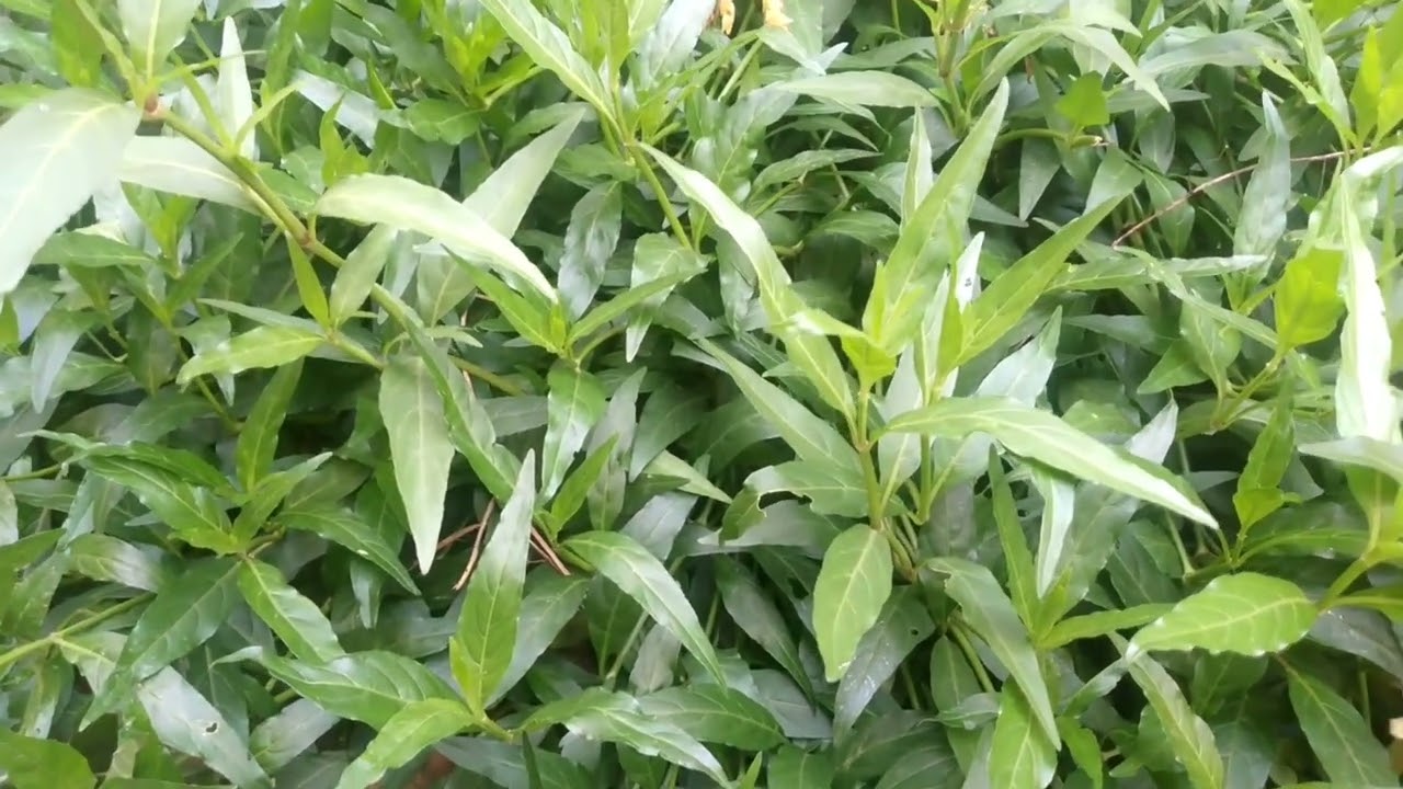 Ibyiza byikimera BITA umutanzaniya nawe wakivura.