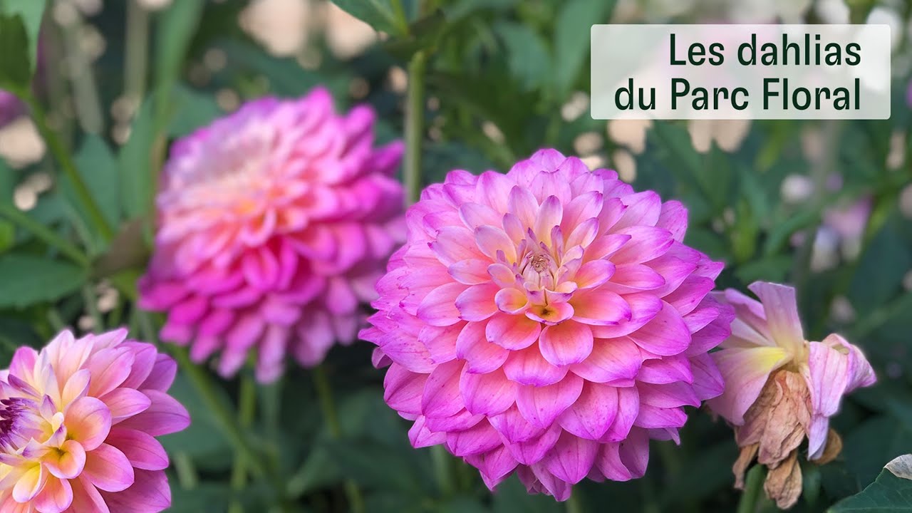 Les dahlias du Parc Floral