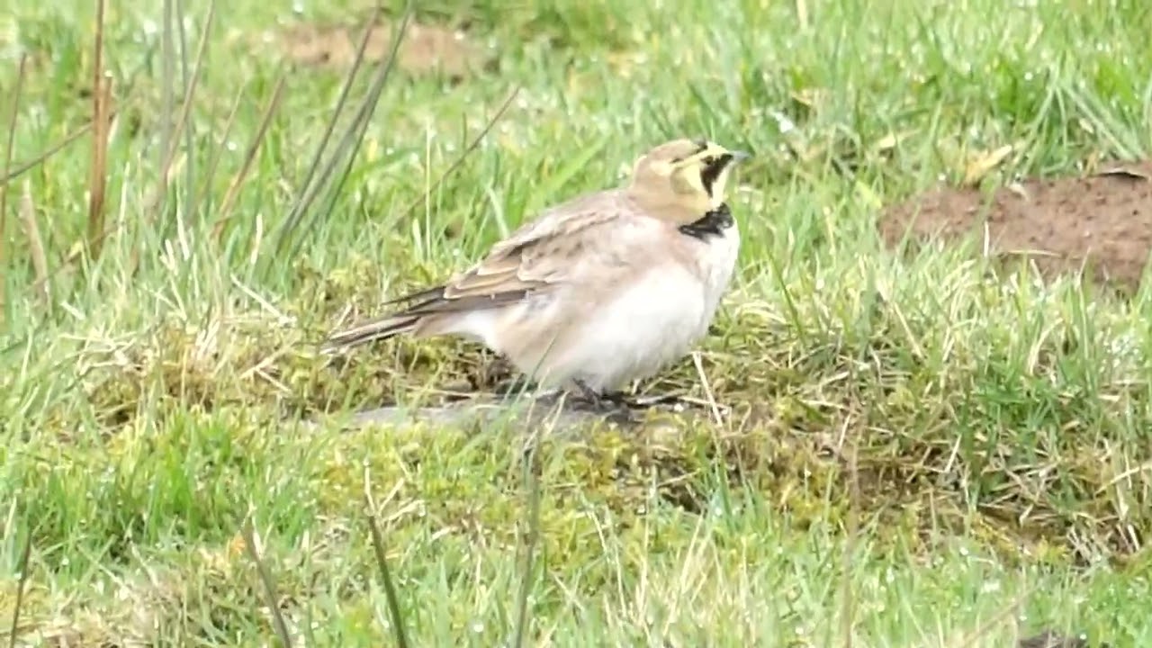Shore lark in field
