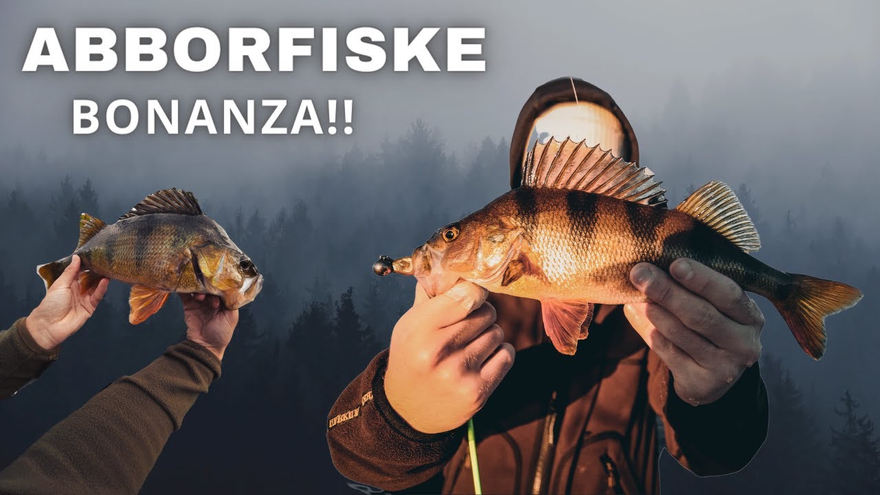 H&oslash;stfiske etter Abbor! (Perch fishing) | Storfiske.no